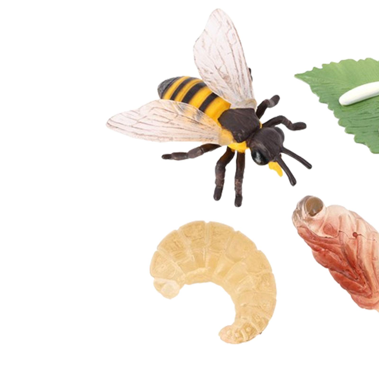 Animal Life Cycle Bee Model Ed - Kids Education Presentation บทวิจารณ์และราคา
