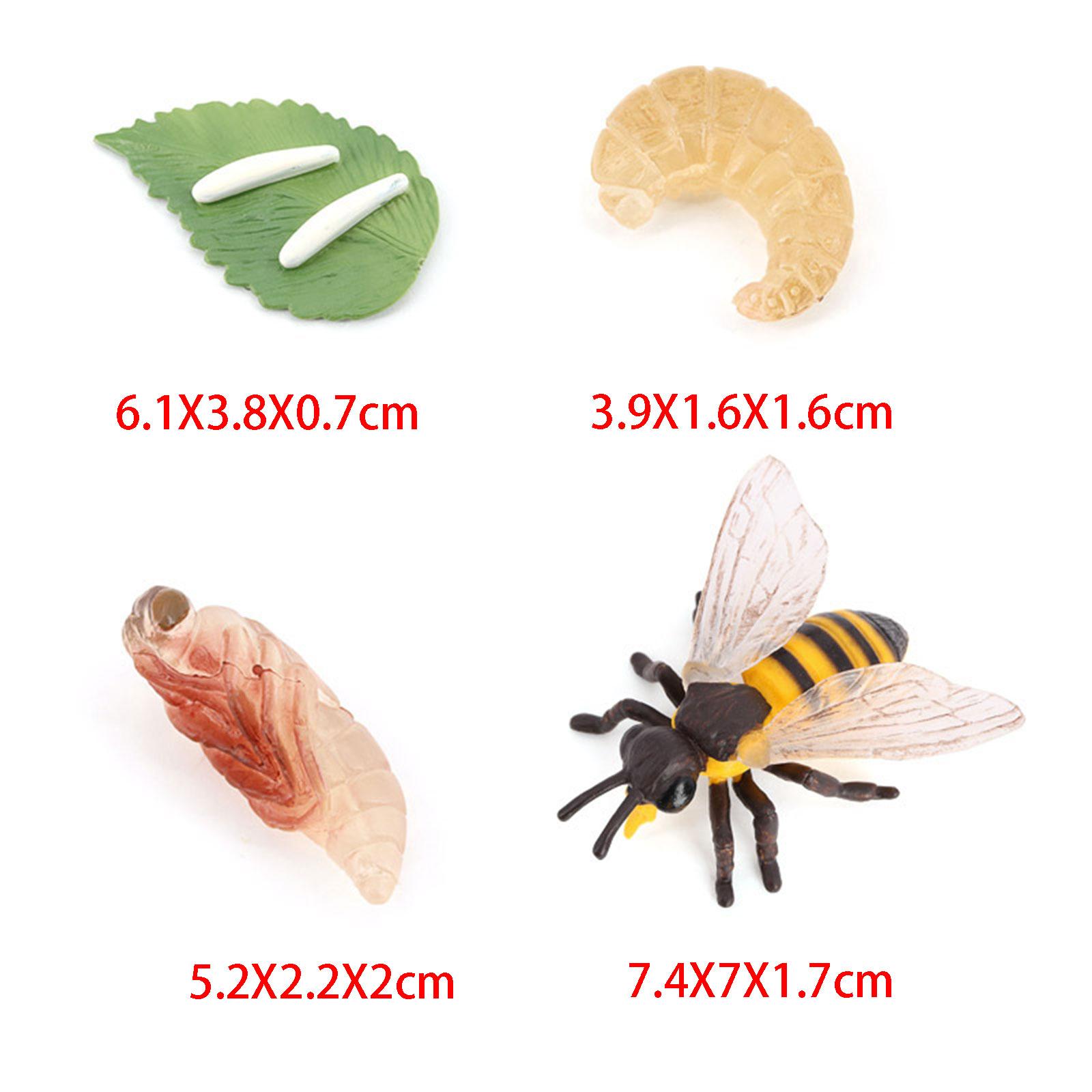 Animal Life Cycle Bee Model Ed - Kids Education Presentation บทวิจารณ์และราคา