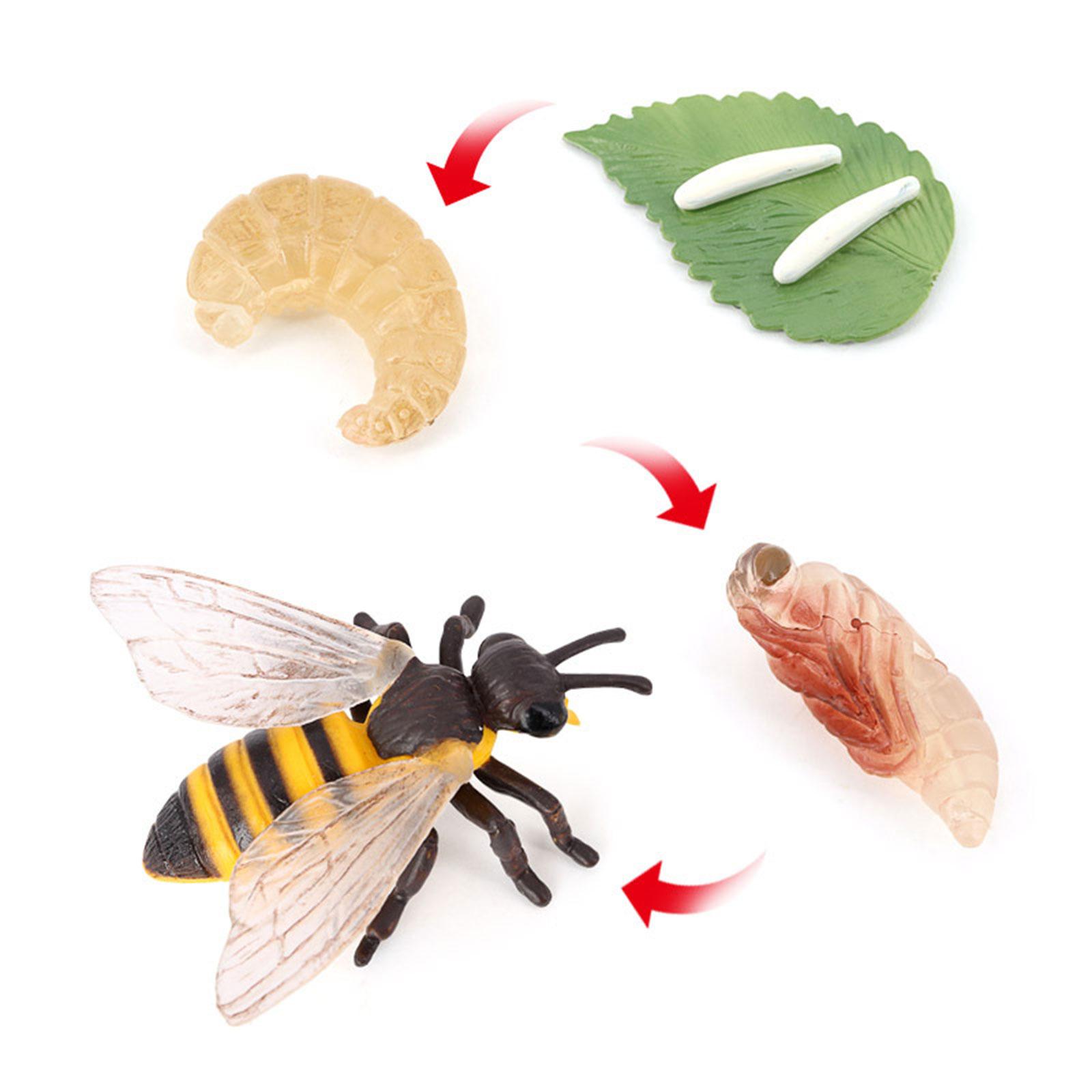 Animal Life Cycle Bee Model Ed - Kids Education Presentation บทวิจารณ์และราคา