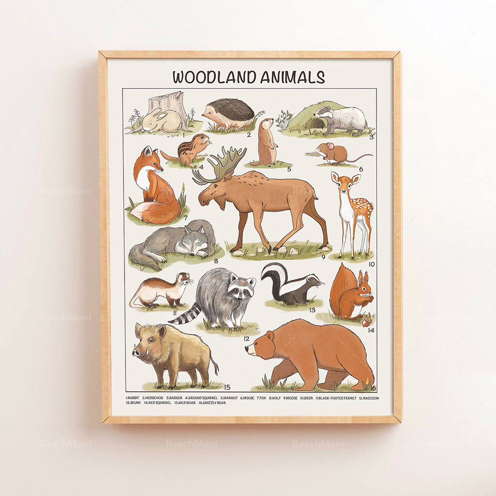 Safari Animals Educational Pos - Kids Education Download บทวิจารณ์และราคา